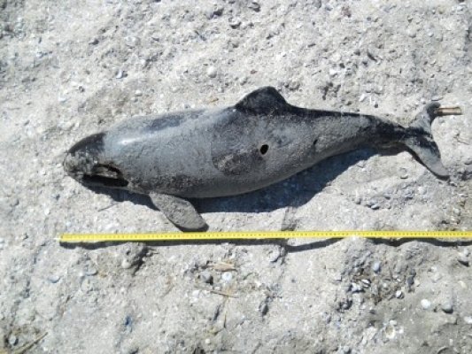 Încă un delfin eşuat, pe plaja 
